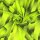 Funktionsjersey, Vision, Neon neongelb/schwarz